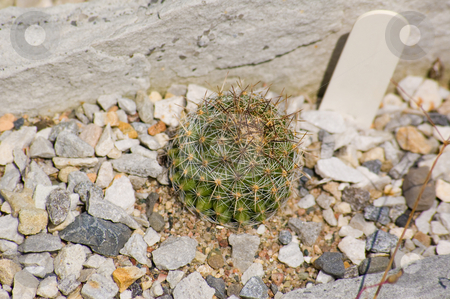 To use this stock image in your creative project, please select the size you need over to the right and click the "Add to Cart" button.
Your downloaded image will come with the Cutcaster watermark removed so don’t worry about the watermark you see on this page. Tiny cactus stock photo, A small cactus shot in a desert garden by Jean Larue-Frechette