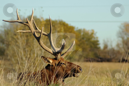 To use this stock image in your creative project, please select the size you need over to the right and click the "Add to Cart" button.
Your downloaded image will come with the Cutcaster watermark removed so don’t worry about the watermark you see on this page. Elk hiding in tall grass stock photo, American Elk with five points hiding in grass by Ron Johnson