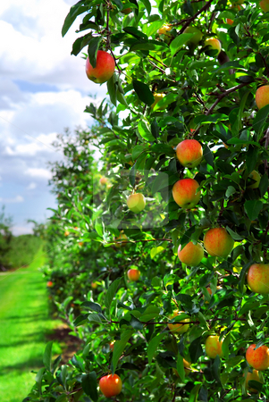 To use this stock image in your creative project, please select the size you need over to the right and click the "Add to Cart" button.
Your downloaded image will come with the Cutcaster watermark removed so don’t worry about the watermark you see on this page. Apple orchard stock photo, Ripe apples on apple trees branches in the orchard by Elena Elisseeva