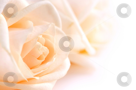 To use this stock image in your creative project, please select the size you need over to the right and click the "Add to Cart" button.
Your downloaded image will come with the Cutcaster watermark removed so don’t worry about the watermark you see on this page. Delicate beige roses stock photo, Two delicate high key beige roses macro floral background by Elena Elisseeva
