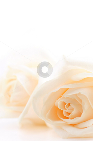 To use this stock image in your creative project, please select the size you need over to the right and click the "Add to Cart" button.
Your downloaded image will come with the Cutcaster watermark removed so don’t worry about the watermark you see on this page. Beige roses background stock photo, Floral background of two delicate high key beige roses macro on white by Elena Elisseeva