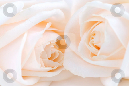 To use this stock image in your creative project, please select the size you need over to the right and click the "Add to Cart" button.
Your downloaded image will come with the Cutcaster watermark removed so don’t worry about the watermark you see on this page. Beige roses stock photo, Two delicate high key beige roses macro floral background by Elena Elisseeva