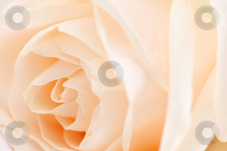 To use this stock image in your creative project, please select the size you need over to the right and click the "Add to Cart" button.
Your downloaded image will come with the Cutcaster watermark removed so don’t worry about the watermark you see on this page. Beige rose stock photo, Macro of a delicate beige rose flower by Elena Elisseeva