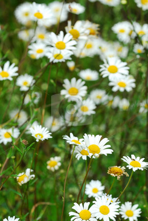 To use this stock image in your creative project, please select the size you need over to the right and click the "Add to Cart" button.
Your downloaded image will come with the Cutcaster watermark removed so don’t worry about the watermark you see on this page. Wild daisies stock photo, White wild daisies blooming in the summer meadow by Elena Elisseeva