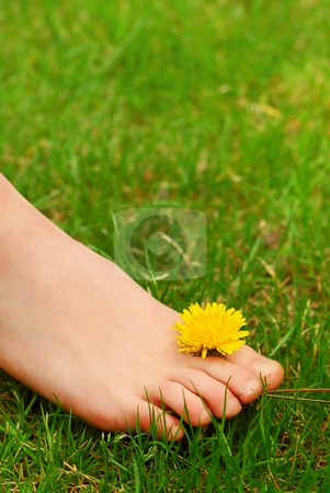 To use this stock image in your creative project, please select the size you need over to the right and click the "Add to Cart" button.
Your downloaded image will come with the Cutcaster watermark removed so don’t worry about the watermark you see on this page. Barefoot stock photo, Closeup on young girl's bare foot in green grass with a dandelion by Elena Elisseeva