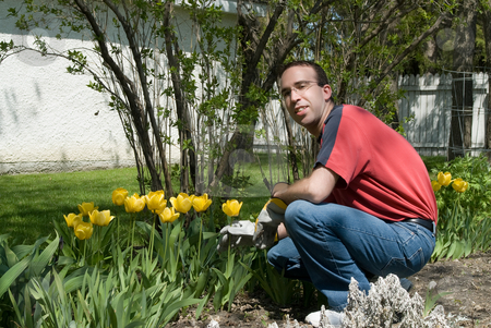 To use this stock image in your creative project, please select the size you need over to the right and click the "Add to Cart" button.
Your downloaded image will come with the Cutcaster watermark removed so don’t worry about the watermark you see on this page. Happy Gardener stock photo, A happy gardener weeding the flower garden by Richard Nelson