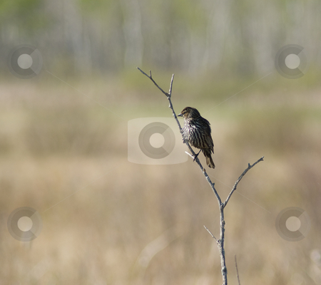 To use this stock image in your creative project, please select the size you need over to the right and click the "Add to Cart" button.
Your downloaded image will come with the Cutcaster watermark removed so don’t worry about the watermark you see on this page. Small Bird stock photo, A small bird taking a rest on a twig by Richard Nelson