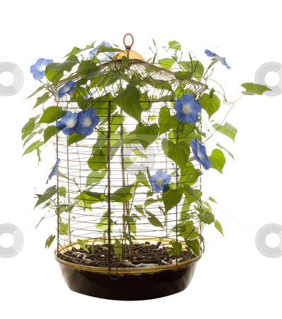 To use this stock image in your creative project, please select the size you need over to the right and click the "Add to Cart" button.
Your downloaded image will come with the Cutcaster watermark removed so don’t worry about the watermark you see on this page. Isolated Morning Glory stock photo, An isolated bird cage containing morning glory flowers and vines by Richard Nelson
