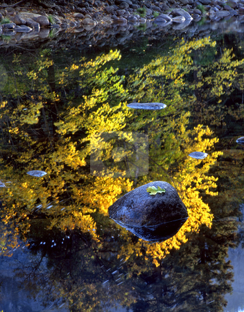 To use this stock image in your creative project, please select the size you need over to the right and click the "Add to Cart" button.
Your downloaded image will come with the Cutcaster watermark removed so don’t worry about the watermark you see on this page. Rock and Leaf Merced River 2 stock photo, An oak leaf on a rock in the Merced Rivein Yosemite National Park, California. by Mike Norton