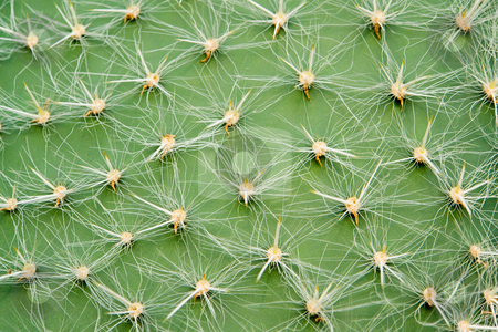 To use this stock image in your creative project, please select the size you need over to the right and click the "Add to Cart" button.
Your downloaded image will come with the Cutcaster watermark removed so don’t worry about the watermark you see on this page. Opuntia stock photo, by Wolfgang Heidasch