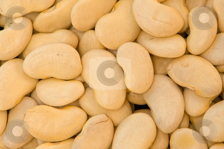 To use this stock image in your creative project, please select the size you need over to the right and click the "Add to Cart" button.
Your downloaded image will come with the Cutcaster watermark removed so don’t worry about the watermark you see on this page. Beans, broad beans stock photo, by Wolfgang Heidasch