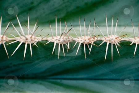 To use this stock image in your creative project, please select the size you need over to the right and click the "Add to Cart" button.
Your downloaded image will come with the Cutcaster watermark removed so don’t worry about the watermark you see on this page. Cactaceae Pachycereus stock photo, Cactaceae Pachycereus by Wolfgang Heidasch