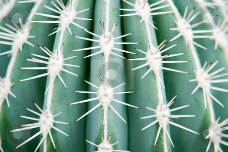 To use this stock image in your creative project, please select the size you need over to the right and click the "Add to Cart" button.
Your downloaded image will come with the Cutcaster watermark removed so don’t worry about the watermark you see on this page. Cactaceae Pachycereus stock photo, Cactaceae Pachycereus by Wolfgang Heidasch