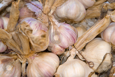 To use this stock image in your creative project, please select the size you need over to the right and click the "Add to Cart" button.
Your downloaded image will come with the Cutcaster watermark removed so don’t worry about the watermark you see on this page. Garlic stock photo, by Wolfgang Heidasch