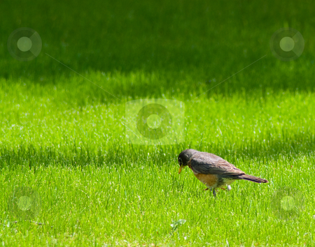 To use this stock image in your creative project, please select the size you need over to the right and click the "Add to Cart" button.
Your downloaded image will come with the Cutcaster watermark removed so don’t worry about the watermark you see on this page. Small Bird stock photo, A small bird looking for worms in the grass by Richard Nelson