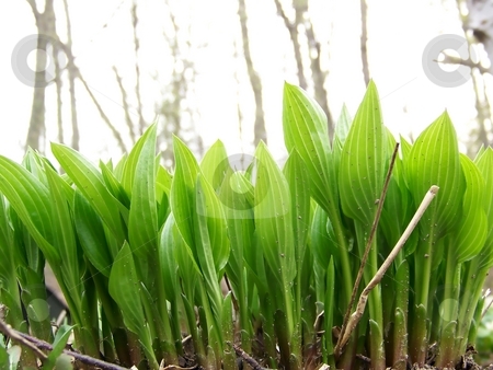 To use this stock image in your creative project, please select the size you need over to the right and click the "Add to Cart" button.
Your downloaded image will come with the Cutcaster watermark removed so don’t worry about the watermark you see on this page. Spring Hostas stock photo, Horizontal image of bright green, young hostas in the spring. by Jill Oliver