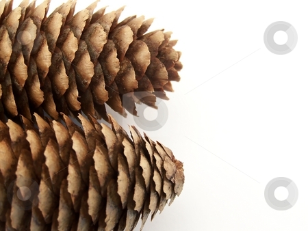 To use this stock image in your creative project, please select the size you need over to the right and click the "Add to Cart" button.
Your downloaded image will come with the Cutcaster watermark removed so don’t worry about the watermark you see on this page. Two Pinecones stock photo, Image of two pinecones placed beside one another, facing different directions. by Jill Oliver