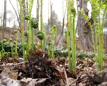 To use this stock image in your creative project, please select the size you need over to the right and click the "Add to Cart" button.
Your downloaded image will come with the Cutcaster watermark removed so don’t worry about the watermark you see on this page. Fiddleheads stock photo, Image of fiddleheads (young ferns) about to uncurl in spring. by Jill Oliver