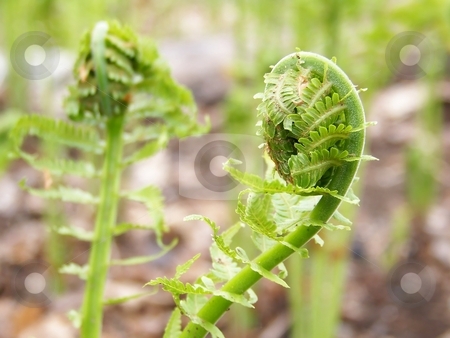 To use this stock image in your creative project, please select the size you need over to the right and click the "Add to Cart" button.
Your downloaded image will come with the Cutcaster watermark removed so don’t worry about the watermark you see on this page. Fiddleheads stock photo, Image of fiddleheads (young ferns) about to uncurl in spring. by Jill Oliver