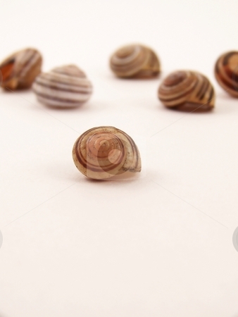 To use this stock image in your creative project, please select the size you need over to the right and click the "Add to Cart" button.
Your downloaded image will come with the Cutcaster watermark removed so don’t worry about the watermark you see on this page. Group of Snail Shells stock photo, Image of a group of striped snail shells of different sizes. Focus is on small shell in the foreground. by Jill Oliver