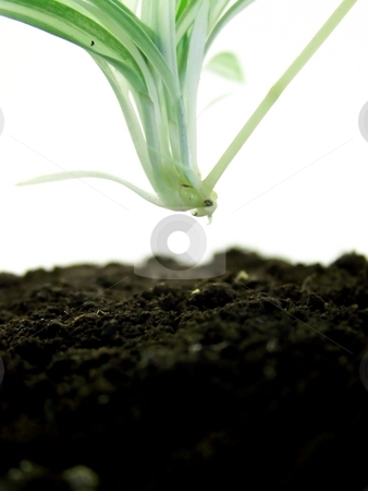 To use this stock image in your creative project, please select the size you need over to the right and click the "Add to Cart" button.
Your downloaded image will come with the Cutcaster watermark removed so don’t worry about the watermark you see on this page. Baby Spider Plant About to Take Root stock photo, Image of a baby spider plant moving toward the earth where it will root. by Jill Oliver