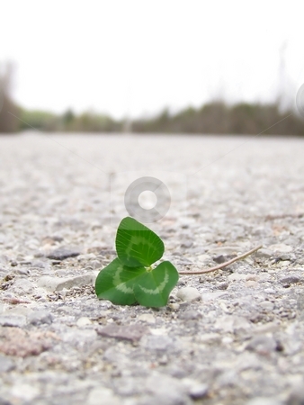 To use this stock image in your creative project, please select the size you need over to the right and click the "Add to Cart" button.
Your downloaded image will come with the Cutcaster watermark removed so don’t worry about the watermark you see on this page. Clover on Road stock photo, Image of bright green clover on a grey road, with line of dark trees in background. by Jill Oliver