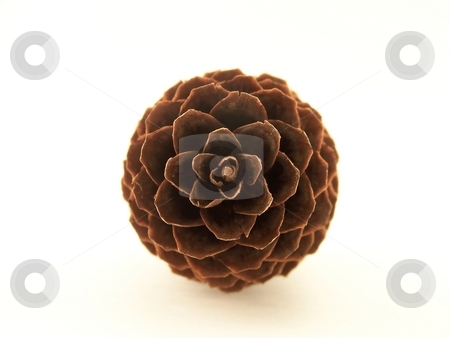 To use this stock image in your creative project, please select the size you need over to the right and click the "Add to Cart" button.
Your downloaded image will come with the Cutcaster watermark removed so don’t worry about the watermark you see on this page. Pinecone stock photo, Image of a single pine cone, viewed head on and centered in frame. by Jill Oliver