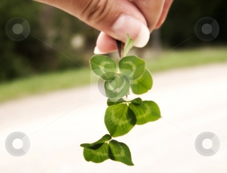 To use this stock image in your creative project, please select the size you need over to the right and click the "Add to Cart" button.
Your downloaded image will come with the Cutcaster watermark removed so don’t worry about the watermark you see on this page. Clover and Hand stock photo, Image of a hand holding bright green clover, with line of green grass visible in background. Soft focus and horizontal orientation. by Jill Oliver