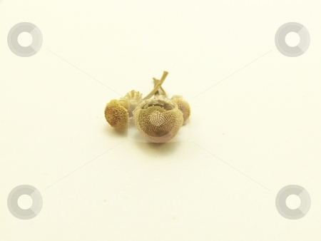 To use this stock image in your creative project, please select the size you need over to the right and click the "Add to Cart" button.
Your downloaded image will come with the Cutcaster watermark removed so don’t worry about the watermark you see on this page. Dried Chamomile Buds stock photo, Detailed image of three dried, pale yellow, chamomile flower buds centered on white background. Horizontal orientation. by Jill Oliver