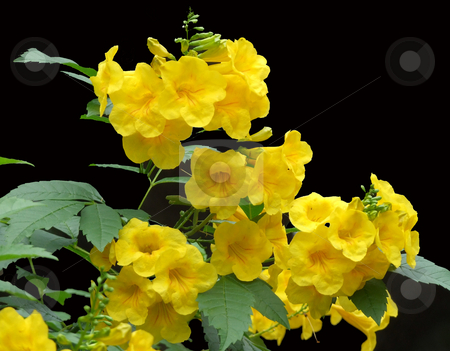 To use this stock image in your creative project, please select the size you need over to the right and click the "Add to Cart" button.
Your downloaded image will come with the Cutcaster watermark removed so don’t worry about the watermark you see on this page. Carolina Jessamine in Black stock photo, Yellow Carolina Jessamine growing wild in a nature preserve by Marburg