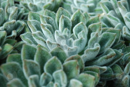 To use this stock image in your creative project, please select the size you need over to the right and click the "Add to Cart" button.
Your downloaded image will come with the Cutcaster watermark removed so don’t worry about the watermark you see on this page. Lambs Ear Stachys lanata/byzantina stock photo, A close up of lambs ear. Stachys Lanata/Byzantina by Caley Gonyea