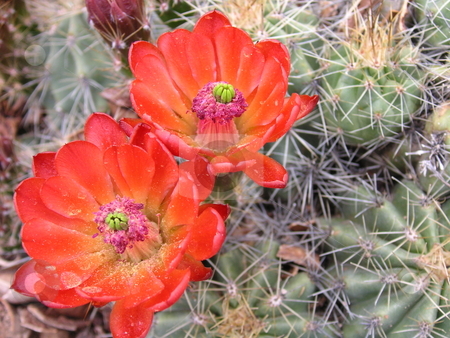 To use this stock image in your creative project, please select the size you need over to the right and click the "Add to Cart" button.
Your downloaded image will come with the Cutcaster watermark removed so don’t worry about the watermark you see on this page. Dome Cactus Bloom stock photo, A dome cactus, with a bright red blossom(s). by Caley Gonyea