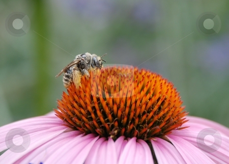 To use this stock image in your creative project, please select the size you need over to the right and click the "Add to Cart" button.
Your downloaded image will come with the Cutcaster watermark removed so don’t worry about the watermark you see on this page. Bumble Bee on Echinacea Flower stock photo, A bumble bee resting on a echinacea flower. by Caley Gonyea