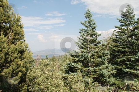 To use this stock image in your creative project, please select the size you need over to the right and click the "Add to Cart" button.
Your downloaded image will come with the Cutcaster watermark removed so don’t worry about the watermark you see on this page. Trees overlooking Valley stock photo, Trees in the Sandia Mountains of New Mexico overlooking the valley below. by Caley Gonyea