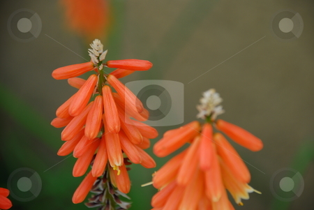 To use this stock image in your creative project, please select the size you need over to the right and click the "Add to Cart" button.
Your downloaded image will come with the Cutcaster watermark removed so don’t worry about the watermark you see on this page. Red Hot Poker stock photo, A close up of a red hot poker plant. by Caley Gonyea
