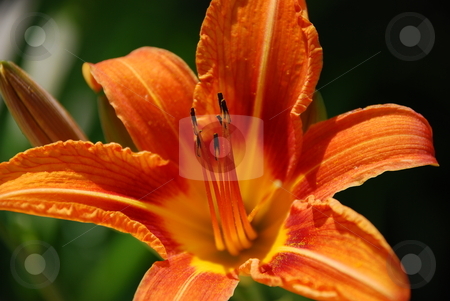 To use this stock image in your creative project, please select the size you need over to the right and click the "Add to Cart" button.
Your downloaded image will come with the Cutcaster watermark removed so don’t worry about the watermark you see on this page. Day Lily stock photo, A close up of a day lily. by Caley Gonyea