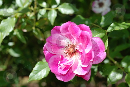 To use this stock image in your creative project, please select the size you need over to the right and click the "Add to Cart" button.
Your downloaded image will come with the Cutcaster watermark removed so don’t worry about the watermark you see on this page. Fuschia Rose stock photo, A fuschia (pink/purplish) rose by Caley Gonyea