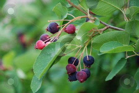 To use this stock image in your creative project, please select the size you need over to the right and click the "Add to Cart" button.
Your downloaded image will come with the Cutcaster watermark removed so don’t worry about the watermark you see on this page. Wild Berries stock photo, Wild berries hanging from a bush. by Caley Gonyea