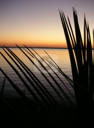 To use this stock image in your creative project, please select the size you need over to the right and click the "Add to Cart" button.
Your downloaded image will come with the Cutcaster watermark removed so don’t worry about the watermark you see on this page. Silhouted Palm Leaves on River stock photo, A close up of a the leaves of a silhouted miniature palm tree along the St. John's River by Caley Gonyea