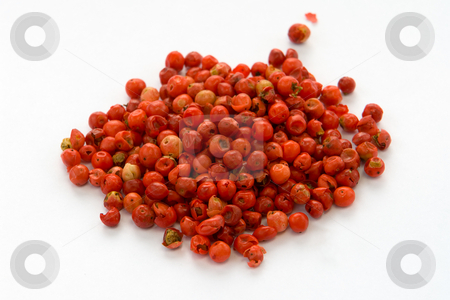 To use this stock image in your creative project, please select the size you need over to the right and click the "Add to Cart" button.
Your downloaded image will come with the Cutcaster watermark removed so don’t worry about the watermark you see on this page. Red Pepper stock photo, Rosa Pfeffer by Wolfgang Heidasch