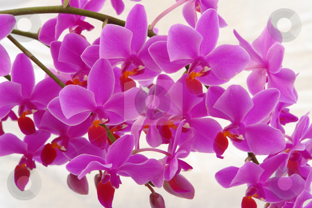 To use this stock image in your creative project, please select the size you need over to the right and click the "Add to Cart" button.
Your downloaded image will come with the Cutcaster watermark removed so don’t worry about the watermark you see on this page. Orchidee stock photo, Orchidee by Wolfgang Heidasch