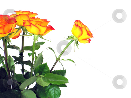 To use this stock image in your creative project, please select the size you need over to the right and click the "Add to Cart" button.
Your downloaded image will come with the Cutcaster watermark removed so don’t worry about the watermark you see on this page. Roses stock photo, A photography of some red yellow roses by Markus Gann