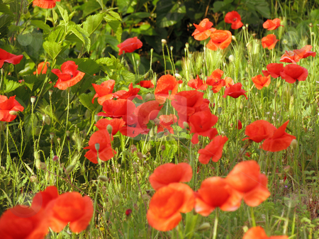 To use this stock image in your creative project, please select the size you need over to the right and click the "Add to Cart" button.
Your downloaded image will come with the Cutcaster watermark removed so don’t worry about the watermark you see on this page. Poppy stock photo, A photography of a field with red poppy by Markus Gann
