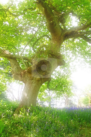To use this stock image in your creative project, please select the size you need over to the right and click the "Add to Cart" button.
Your downloaded image will come with the Cutcaster watermark removed so don’t worry about the watermark you see on this page. Old tree stock photo, A photography of a big old tree by Markus Gann