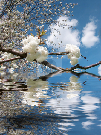 To use this stock image in your creative project, please select the size you need over to the right and click the "Add to Cart" button.
Your downloaded image will come with the Cutcaster watermark removed so don’t worry about the watermark you see on this page. Cherry tree stock photo, A photography of a cherry tree with blossom by Markus Gann
