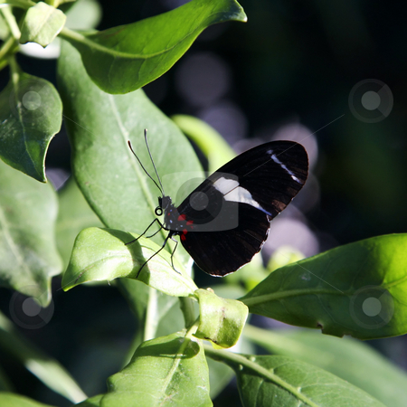 To use this stock image in your creative project, please select the size you need over to the right and click the "Add to Cart" button.
Your downloaded image will come with the Cutcaster watermark removed so don’t worry about the watermark you see on this page. Beautiful black butterfly stock photo, A Photograph of a beautiful black butterfly by Markus Gann