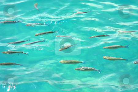 To use this stock image in your creative project, please select the size you need over to the right and click the "Add to Cart" button.
Your downloaded image will come with the Cutcaster watermark removed so don’t worry about the watermark you see on this page. Fish stock photo, A photography of a swarm fish in the sea by Markus Gann