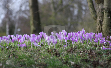 To use this stock image in your creative project, please select the size you need over to the right and click the "Add to Cart" button.
Your downloaded image will come with the Cutcaster watermark removed so don’t worry about the watermark you see on this page. Purple crocuses stock photo, A photography of white crocuses in the grass by Markus Gann