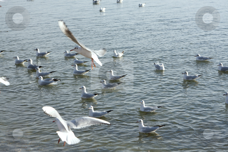 To use this stock image in your creative project, please select the size you need over to the right and click the "Add to Cart" button.
Your downloaded image will come with the Cutcaster watermark removed so don’t worry about the watermark you see on this page. Seagulls at the lake stock photo, A Photograph of a swarm seagulls at the lake by Markus Gann