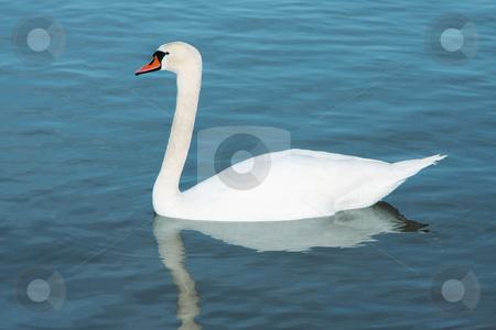 To use this stock image in your creative project, please select the size you need over to the right and click the "Add to Cart" button.
Your downloaded image will come with the Cutcaster watermark removed so don’t worry about the watermark you see on this page. White young swan stock photo, A photograph of a white young swan by Markus Gann